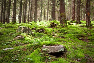 Old fairy forest with moss and stones on foreground