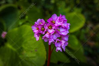 Pink elephant ears or bergenia