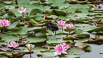 Mother and baby waterfowl