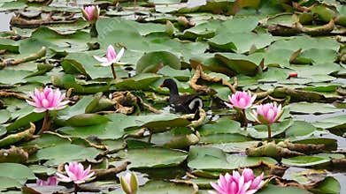 Mother and baby waterfowl