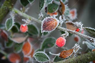 Frosty Garden 3