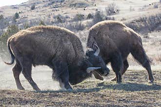 Survival of the fittest