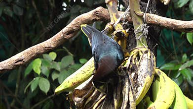 Chestnut-headed Oropendola in central Costa Rica
