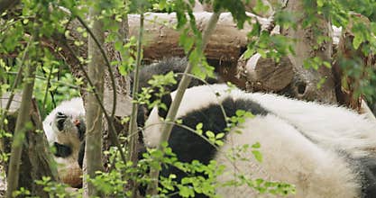 Giant Pandas Play. Bear Or Simply, Is Bear Species Endemic To China. Panda Diplomacy. Travel To China. National Symbol
