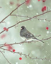 Junco in Falling Snow
