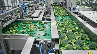 Industrial food processing line for fresh green broccoli florets sorted and prepared on conveyor belts in a brightly lit factory