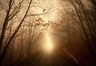 Road through misty forest