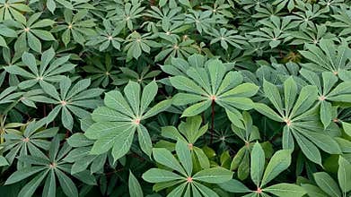 Vibrant Green Cassava Plantation