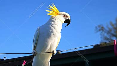 Majestic Sulphur-crested Cockatoo on a Wire