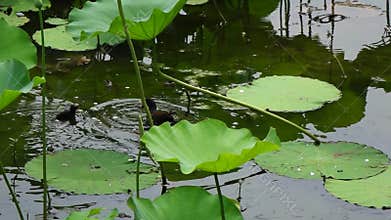 Mother and baby waterfowl