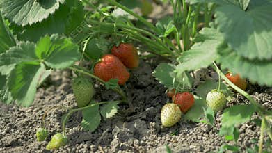 Organic red strawberries are growing on a bush in the background