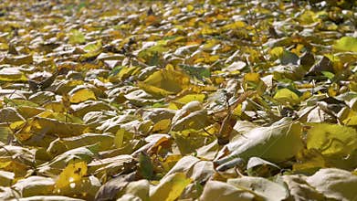 Ground is covered with yellow and brown leaves, representing fall