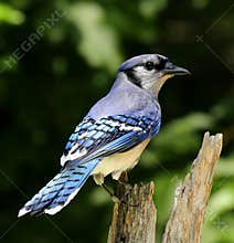 Blue Jay