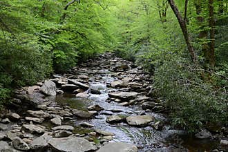 Tennessee Stream In The Woods