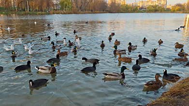 Waterfowl on the pond. Three types of waterfowl - ducks, gulls and coots