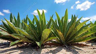 Outdoor aloe vera green plant material, Generative AI