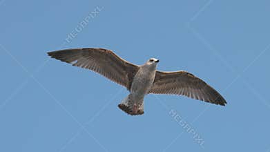 Seagull in flight over the Bosphorus in Turkey. Seagull soars in the clear blue sky above the waterfront during the