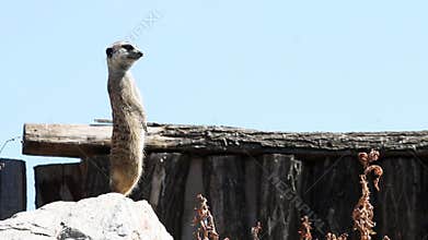 Meerkat on watch