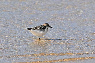 A Sandpiper, Calidris alba. Reflection in the Shallows