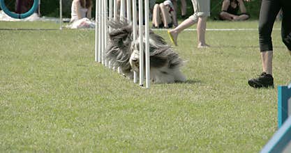 Showcasing dogs agility on the obstacles 4K FS700 Odyssey 7Q