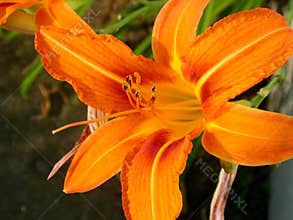 Orange flower