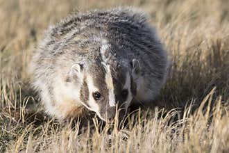 American badger walking in prairie grass