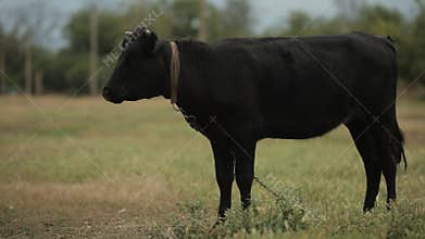 Black cow staing among green field in the village