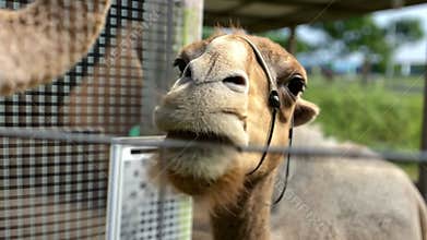 Curious Camel Close-Up: A Captivating Portrait of a Gentle Giant