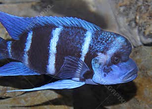 Blue fish with a large mouth swims in warm tropical seas 2