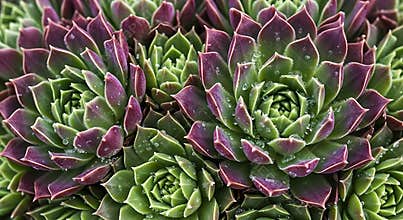 Vibrant Green and Purple Succulent Rosettes Covered in Morning Dew Close up