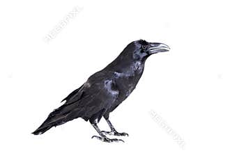 Common Raven isolated on white