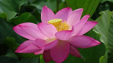 Lotus flower