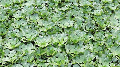 Water chestnut on a pond. Green leaves of water chestnut, natural background