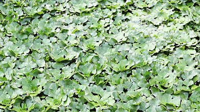 Water chestnut on a pond. Green leaves of water chestnut, natural background