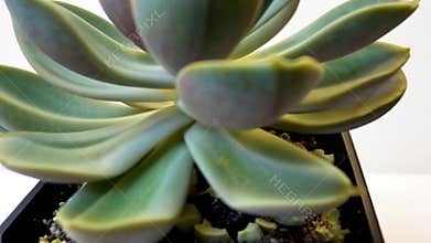 Echeveria Succulent in a Black Pot