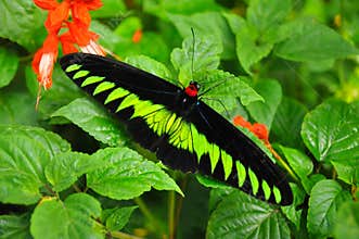 Butterfly