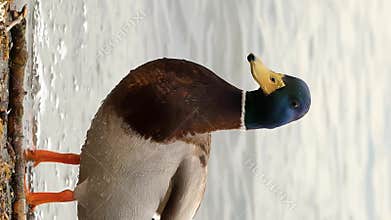 Mallard duck swimming on calm lake water. Detailed portrait of waterfowl in