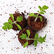 A tomato seedling in the peat pots