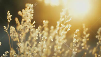 Dried grass catching warm golden hour sunlight