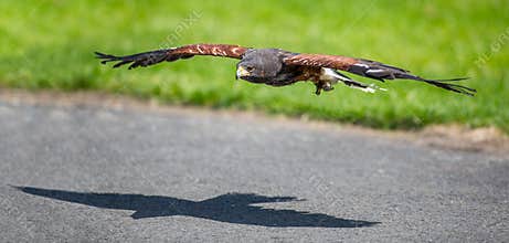 Bird of prey in flight hawk