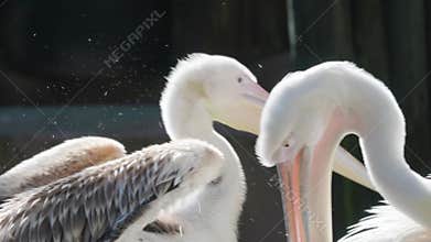 Great white pelican mother caring for her chick