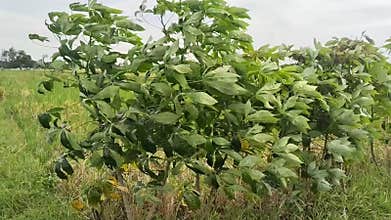 cassava plants affected by gusts of wind