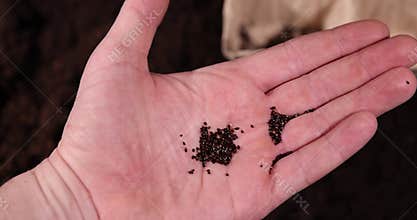 sorrel seeds in hand and cardboard pots filled with soil for