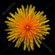 Top of Dandelion
