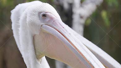 White pelican head close-up portrait