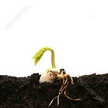 Bean seed germinating