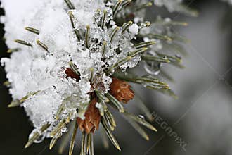 Melting Snow