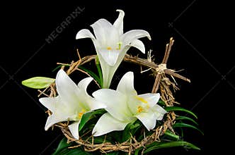 Easter lily with crown of thorns
