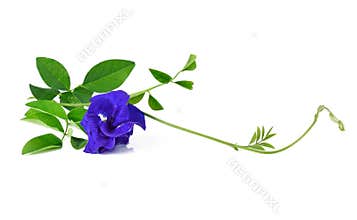 Butterfly Pea flower