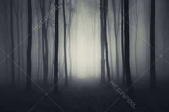 Deep dark woods on Halloween night